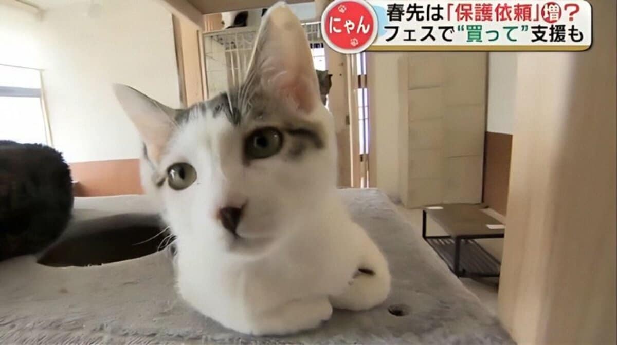 img_f37bd00ad1ca8737208c22ee0e