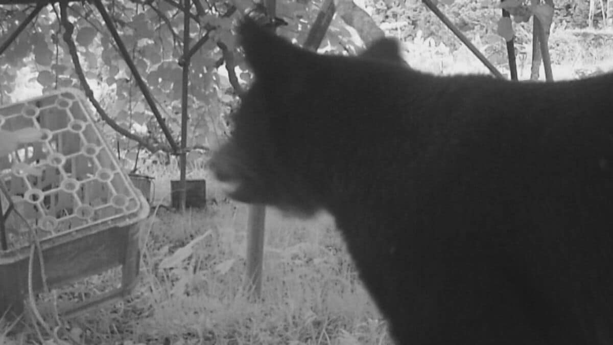 畑でノソノソと動き回るツキノワグマ 養蜂箱などが壊される 体長120㎝ほどの成獣を防犯カメラが捉える