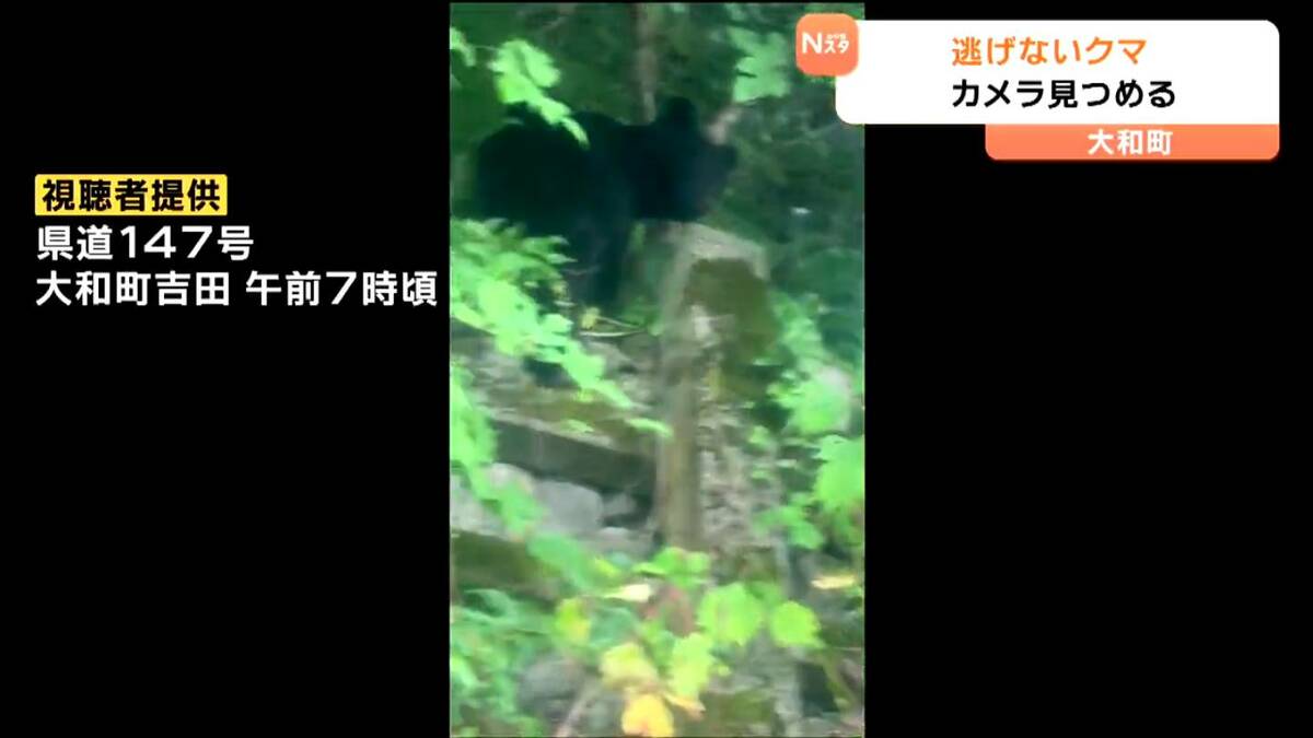 クマ動画有り】「じっとこちらを見つめていた」人見ても逃げない“クマ