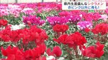 世界でここだけ?『ブルー系』の大輪誕生 冬の鉢の女王・シクラメン【市場で旬みっけ!】 | 福島のニュース│TUF