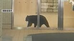 青森市中心部の複合商業ビルにクマ1頭が居座る　緊急銃猟で駆除|TBS NEWS DIG