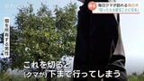 切るか、残すか…小学校まで400m!クマ目撃相次ぐなかで “柿の防波堤” …苦渋の決断 富山 | 富山のニュース|天気・防災|チューリップテレビ