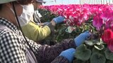 猛暑の夏を越えて育ち寒い冬に彩りを与える花シクラメン 岩手・一関市で出荷が最盛期|TBS NEWS DIG
