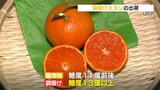 時間をかけてあま～く“完熟”　袋掛けミカンが食べごろに　熊本・苓北町　|　熊本のニュース｜RKK NEWS｜RKK熊本放送
