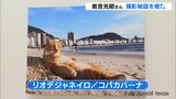 「声かけでネコの表情変わる」動物写真家・岩合光昭さんがギャラリートーク 三島で写真展開催中(静岡県) | 静岡のニュース | SBSNEWS | 静岡放送