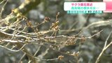21日のサクラ開花ならず 土日でぐっと成長も…高知は全国トップなるか? 気象予報士が解説 | 高知のニュース・天気|KUTV NEWS | KUTVテレビ高知