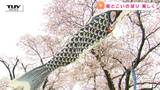 まるで桜の中を泳いでいるような鯉のぼり! 遊佐町の "中山河川公園" で桜が見頃(山形) | 山形のニュース│TUYテレビユー山形