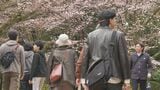 まもなく満開間近！国の特別名勝・兼六園で無料開園始まる|TBS NEWS DIG