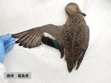 死んだ野生のコガモ「鳥インフルエンザ」陽性 野鳥の陽性は1年8か月ぶり 福島・会津若松市 | 福島のニュース│TUF