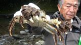 河津町の秋の味覚「ズガニ」漁最盛期 ズガニ鍋やズガニ汁などの提供も＝静岡　|　静岡のニュース | SBSNEWS | 静岡放送