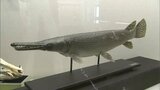 「秘蔵お宝展」大型外来魚のはく製に3億年前の植物の化石など　倉敷市立自然史博物館の希少な収蔵品【岡山】　|　岡山・香川のニュース | 天気 | RSK山陽放送