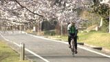 【サクラだより】廃線の線路跡 “片鉄ロマン街道” サイクリングロードに満開の桜「心も体も癒される」【岡山】 |TBS NEWS DIG