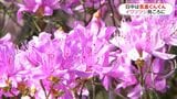 イワツツジ60年で100本に「東京に進学する孫のはなむけに」鹿児島市の民家で見ごろ|TBS NEWS DIG
