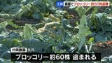 江別市の畑でブロッコリー約50株盗まれる 刈り取られた形跡 6月にも約60株が盗まれる被害 | 北海道のニュース|HBC北海道放送