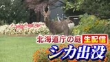【速報】札幌中心部の道庁赤れんが庁舎前庭にシカ出没 | 北海道のニュース|HBC北海道放送