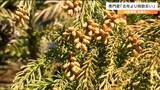「去年の1,2割増しの大量飛散を予測」間もなく『花粉』本格飛散へ 花粉症の重症化を防ぐには?専門家に聞いてみた | 宮城のニュース│tbc NEWS│tbc東北放送