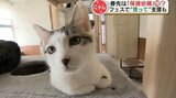 【猫の日】熊本県内のネコ事情「保護猫カフェの費用は毎月60万円以上」“ねこフェス” では毎年募金も! | 熊本のニュース|RKK NEWS|RKK熊本放送