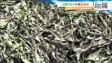 旬の三陸ワカメ”品質良”も初入札から約4000円高騰 宮城・気仙沼市 | 宮城のニュース│tbc NEWS│tbc東北放送