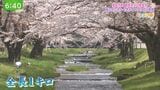 福島県内でこれから楽しめる桜の名所&お花見スポット | 福島のニュース│TUF