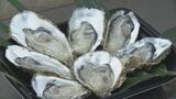 栄養満点の「海のミルク」 浦村かきの出荷作業が始まる えぐみ少なく生食できると人気 | 名古屋・愛知・岐阜・三重のニュース【CBC news】 | CBC web