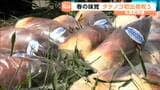 宮城・丸森町でタケノコが初出荷　「国の基準より厳しい」放射性物質の検査を"すべてのタケノコ"がクリア済み|TBS NEWS DIG