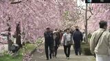 「最高です」約3キロに1000本の桜のトンネル…日中線のしだれ桜、今が見頃 福島・喜多方市 | 福島のニュース│TUF