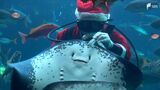 「海の中にサンタクロース」プレゼントの餌に魚たちは大喜び　クリスマスまでの限定ショー　下田海中水族館　|　静岡のニュース | SBSNEWS | 静岡放送