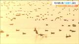 「生息数が2週間前と比べ半分以下まで減少」伊豆沼での冬の渡り鳥が繁殖地へ戻る「北帰行」進む 宮城|TBS NEWS DIG