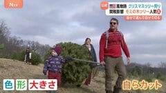 自分たちだけのツリーを探す「クリスマスツリー狩り」色や形・大きさを選んで自分でカットして持ち帰り　アメリカの冬の風物詩| TBS CROSS DIG with Bloomberg