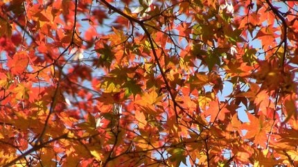 総社市の豪渓で紅葉が見ごろ 色付いた木々と屏風のような岩石の渓谷美