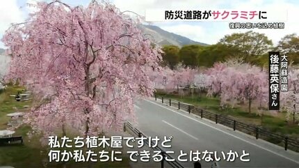 1.5kmの “サクラミチ” 防災道路沿いに400本の「しだれ桜」が満開 感謝