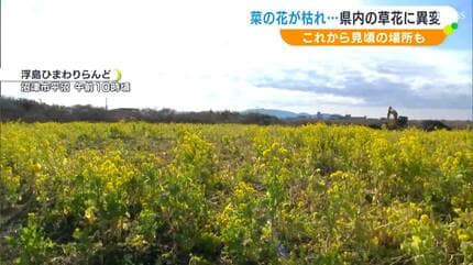 7、8割枯れてしまっている」いまが見ごろなのに…菜の花畑に異変で地元