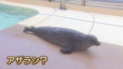 珍客】富山湾に現れたのはアザラシ？オットセイ？10年に一度の遭遇 北