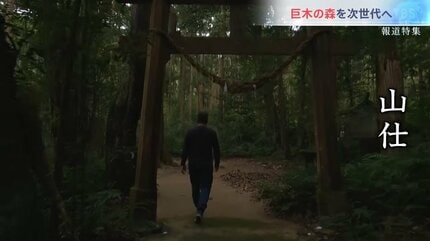 縄文杉より大きい木が、何本も残っている」屋久島、未知の巨木が残る