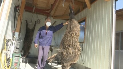 まさに「山の主」200キロ超 巨大イノシシの肉に全国から注文殺到…食べ