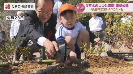 3万本のツツジが咲き誇る諫早公園の鮮やかな春 次世代へつなぐ320株の