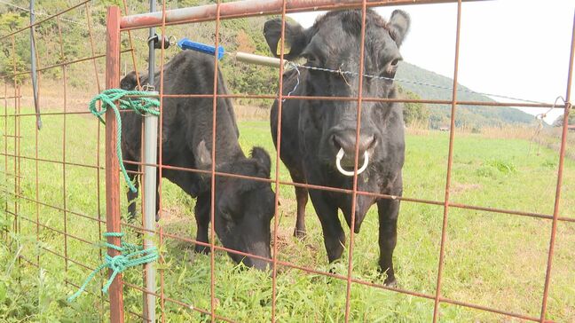 200頭の”幻の和牛”「無角和牛」 児童がPRしてふるさとへの愛着を深める|TBS NEWS DIG