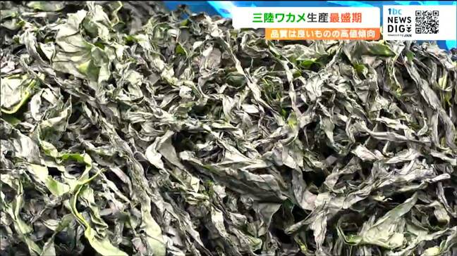 旬の三陸ワカメ”品質良”も初入札から約4000円高騰 宮城・気仙沼市|TBS NEWS DIG