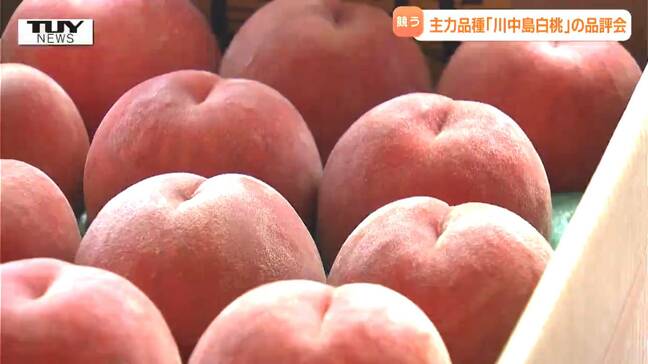今年も甘い!モモ「川中島白桃」品評会(山形・村山市)|TBS NEWS DIG