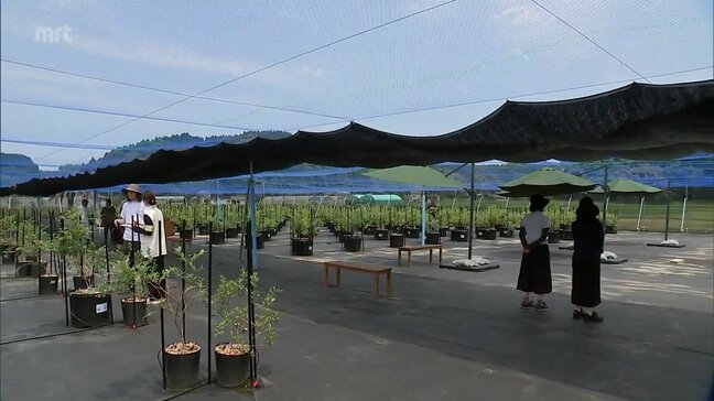 土を使わず育てる「養液栽培」の技術を活用 宮崎市のブルーベリー観光農園のお披露目イベント|TBS NEWS DIG