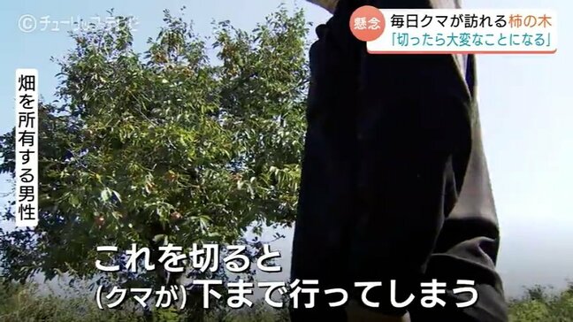 切るか、残すか…小学校まで400m！クマ目撃相次ぐなかで “柿の防波堤” …苦渋の決断　富山　|TBS NEWS DIG
