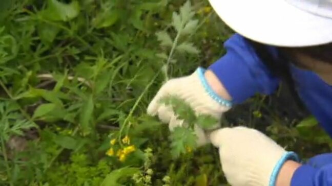 小学生が地元の山でヨモギ採りに挑戦 あられの原材料となり、今後ふるさと納税の返礼品化目指す|TBS NEWS DIG