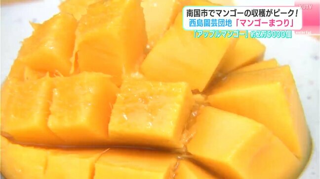 夏の味覚・マンゴーの収穫がピークに！ アップルマンゴー 約2万5000個　西島園芸団地 「マンゴーまつり」|TBS NEWS DIG