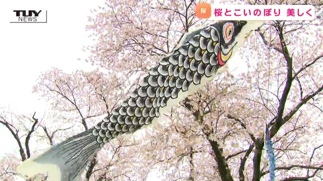 まるで桜の中を泳いでいるような鯉のぼり！ 遊佐町の "中山河川公園" で桜が見頃（山形）|TBS NEWS DIG