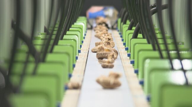 乾しいたけ業界にAI選別機導入 作業効率が大幅アップ…市場価格の向上に期待|TBS NEWS DIG