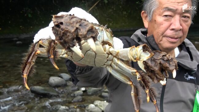河津町の秋の味覚「ズガニ」漁最盛期 ズガニ鍋やズガニ汁などの提供も＝静岡|TBS NEWS DIG