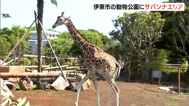 草食動物のびのび『サバンナエリア』伊豆シャボテン動物公園に登場　新たな仲間「アミメキリン」も間近で＝静岡・伊東市|TBS NEWS DIG
