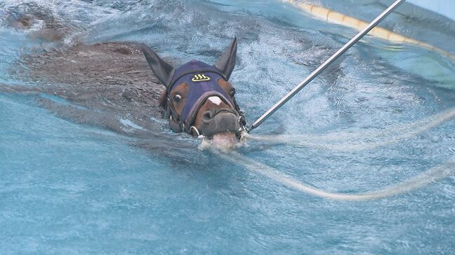 「全国でもここだけ!」競走馬のプール、ファンの要望受け見学エリアがリニューアル 福島・いわき市|TBS NEWS DIG