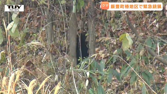 【動画】民家のすぐそばで...柿の木を降りたり登ったりを繰り返すクマ 緊急銃猟により駆除(山形・飯豊町)|TBS NEWS DIG