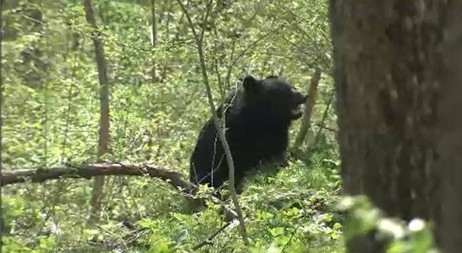 「総力をあげて対応していく」捕獲頭数の上限を引き上げへ　長野県が「ツキノワグマ対策本部」を設置　「お仕置き放獣」も一時休止|TBS NEWS DIG